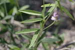 Sampson's snakeroot